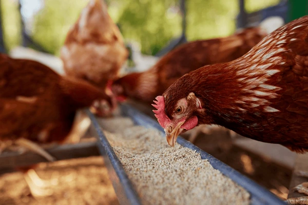 Chicken feed image